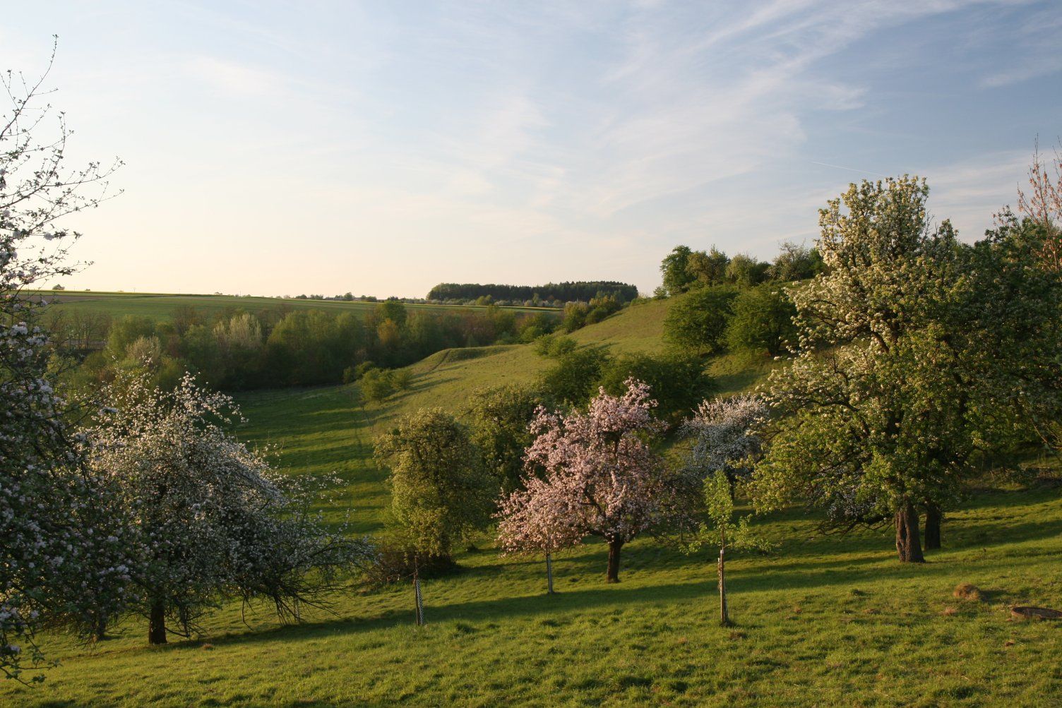 Streuobstwiese in Ulm