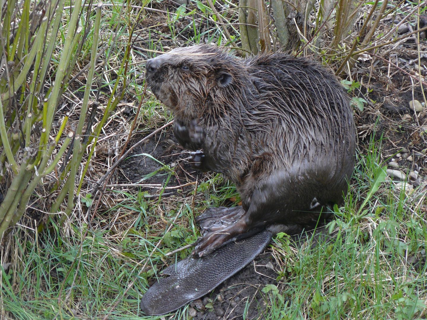 Biber bei Dietenheim