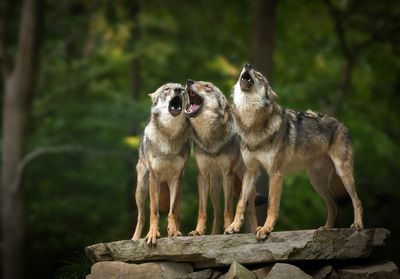 Drei Wölfe stehen auf einem Steinvorsprung im Wald. Sie haben ihr Maul weitaufgerissen. 