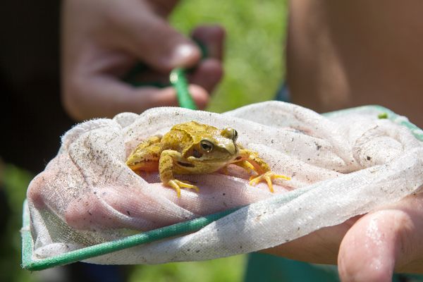 Grasfrosch auf Kinderhand