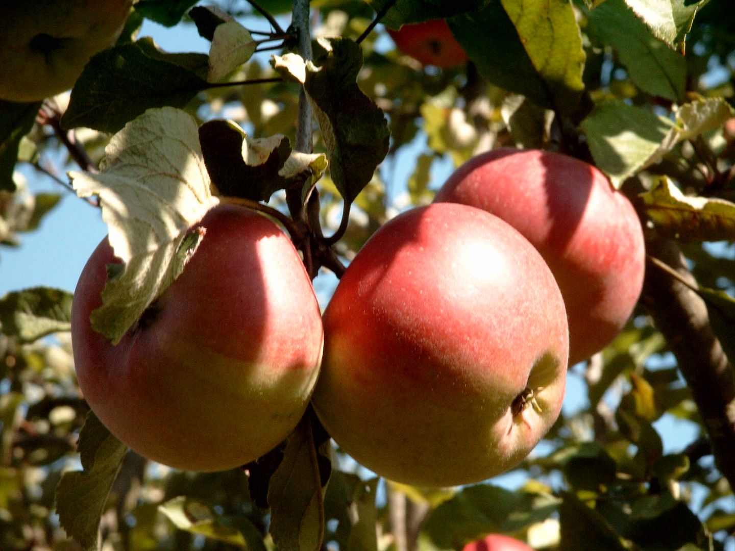 Äpfel im Ulmer Hermannsgarten