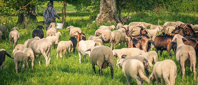 Schafe als Landschaftspfleger